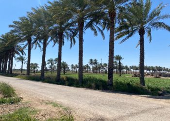 صندوق استرداد الأموال يعلن مصادرة 500 دونم مسجلة باسم علي حسن المجيد